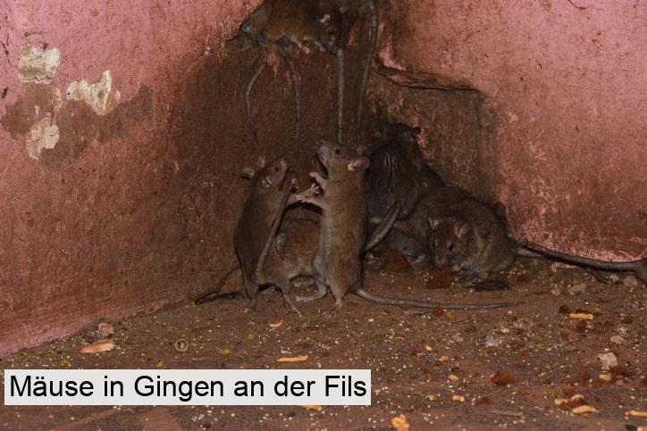 Mäuse in Gingen an der Fils